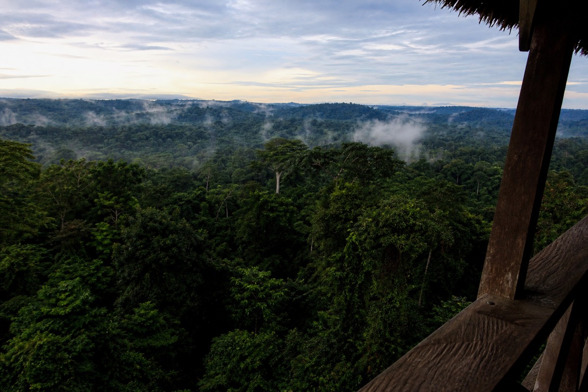The Peruvian Amazon rainforest canopy