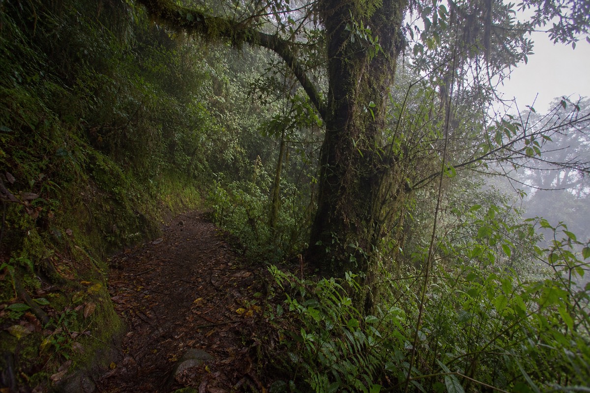 Machu Picchu emerging through morning mist