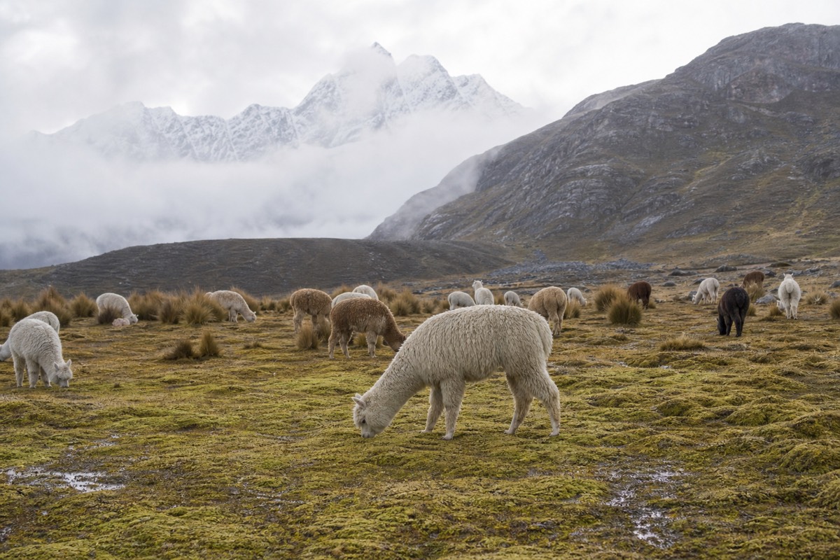 The Peruvian Andes