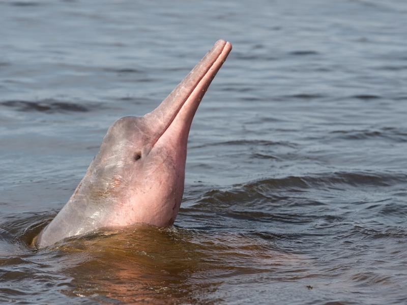 Amazon River Pink Dolphin Watching Adventure Tou
