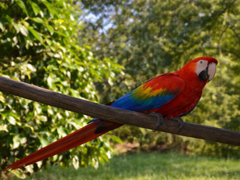 From Iquitos: 3-Day Maniti Eco-Lodge Jungle Tour – All-Inclusive