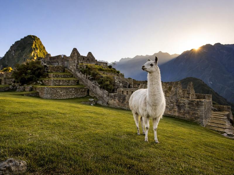 From Amazon to Andes: Machu Picchu Train & Inca Adventure
